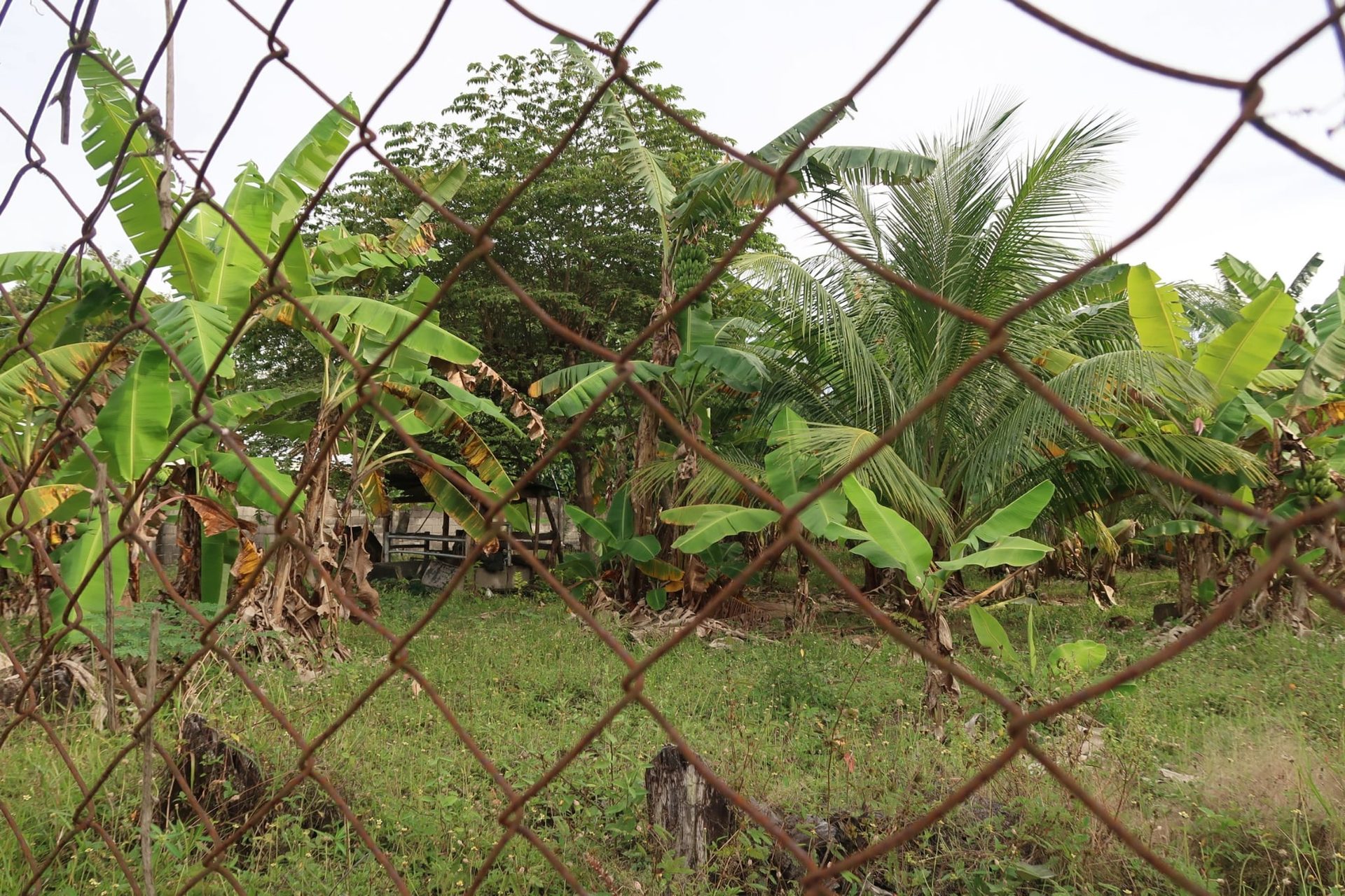 Lot for Sale in Bacong, Negros Oriental thumbnail 5