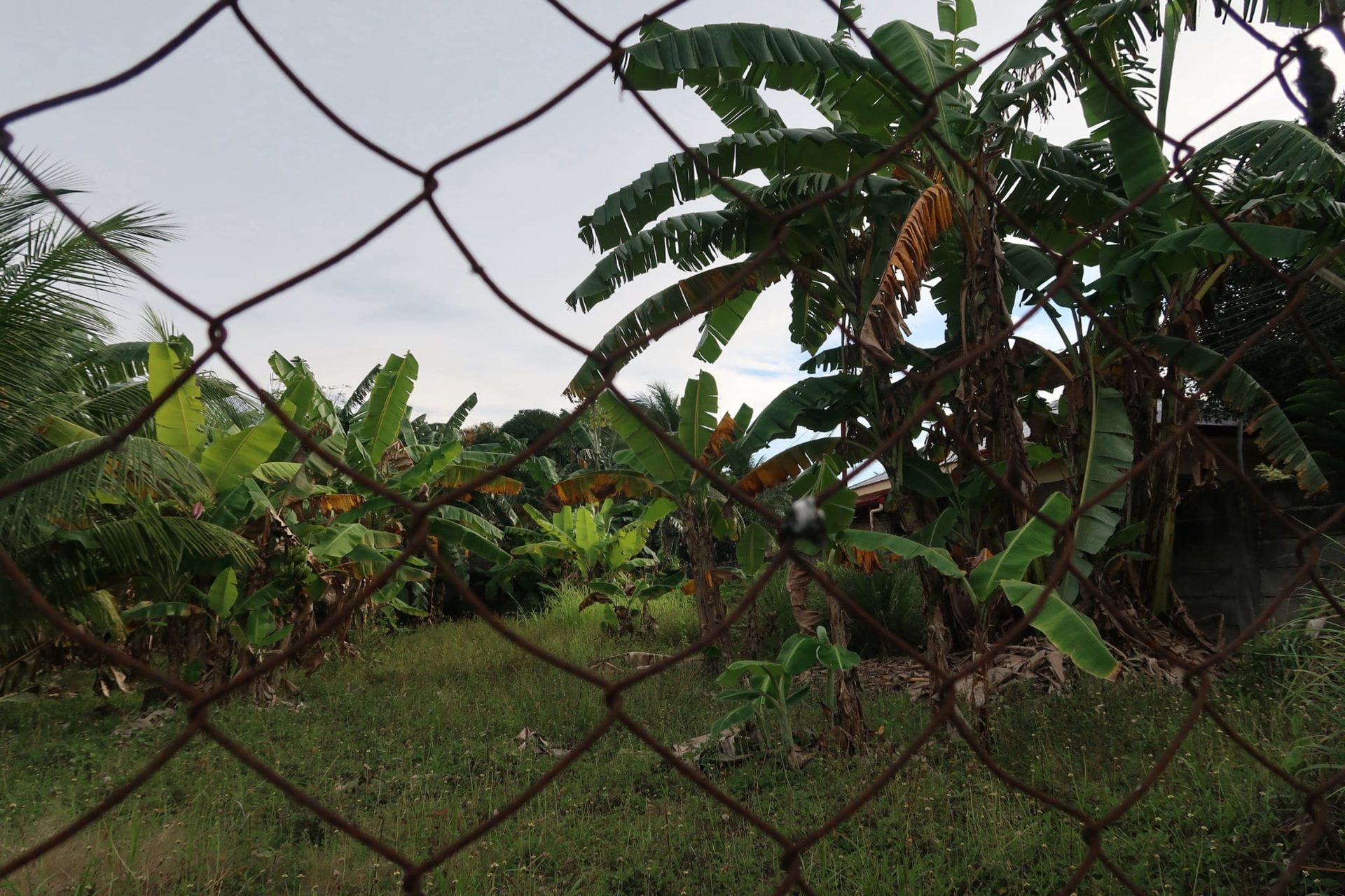 Lot for Sale in Bacong, Negros Oriental thumbnail 6